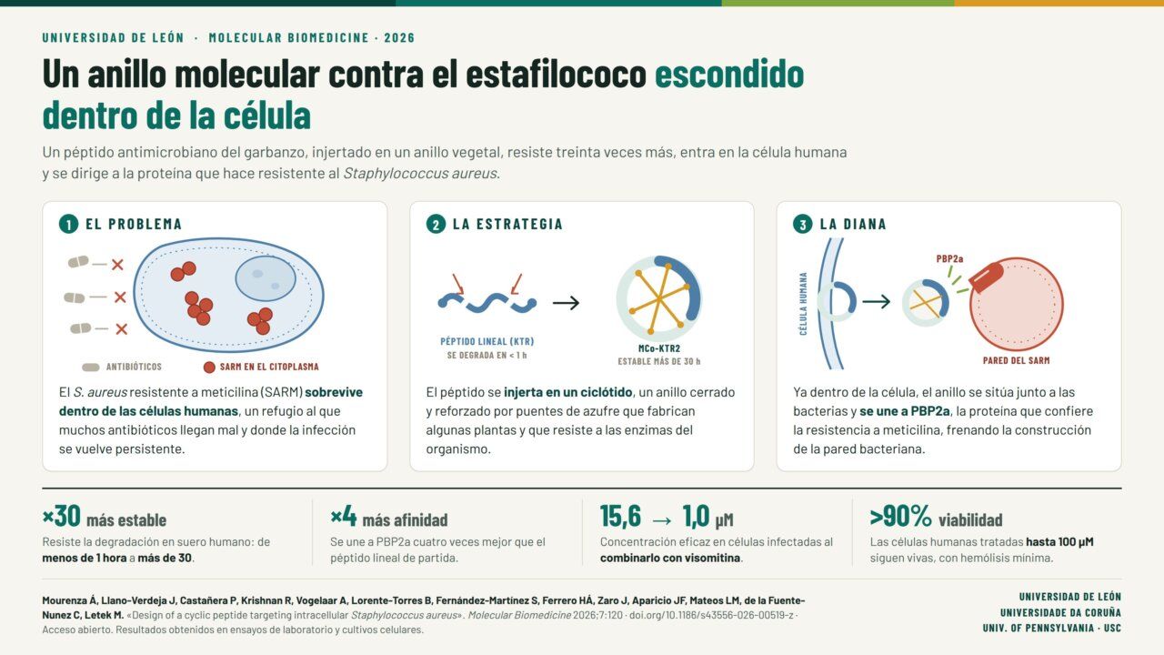 Infografía sobre un péptido circular que combate el estafilococo en células humanas